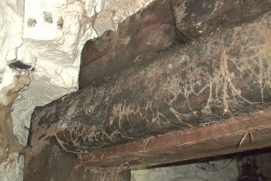 Wet rot - fungal growth - PCA